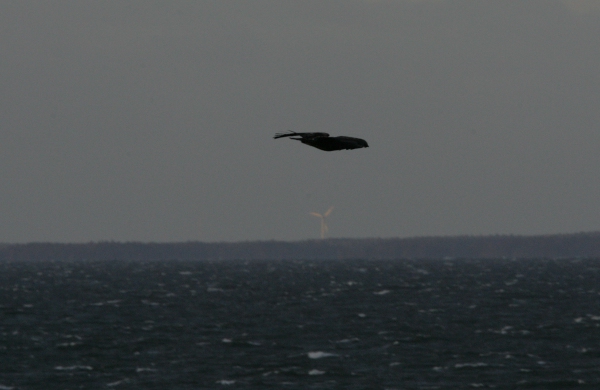 Merikotka Ja Tuulivoima