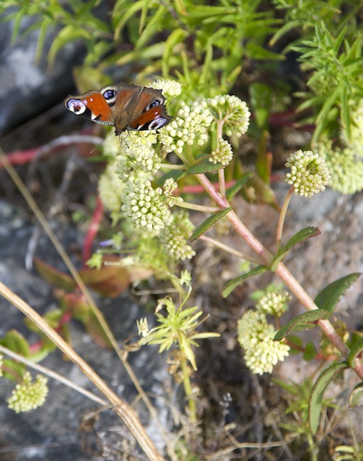 Neitoperhonen A1G1314