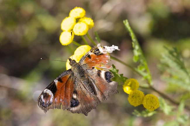 Neitoperhonen A1G1741 (1)