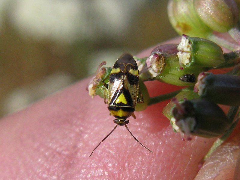 Nokkoslude 0608 800X600