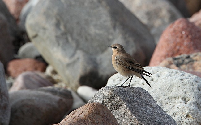 Oenoen Ppa 04082010 01