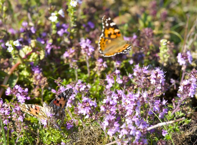 Ohdakeperhonen A1G1221