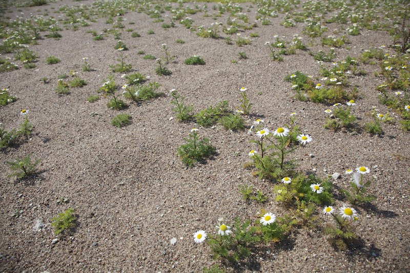 Paivankakkarat Mg 0630