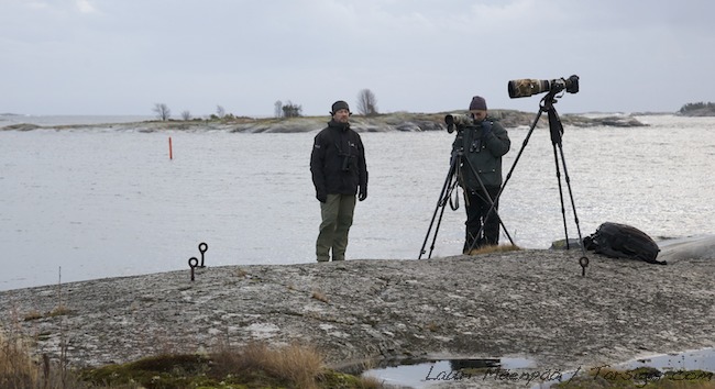 Pekkajalauri Mg 3534