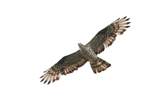 Perapi Sorve Ppa 03082010 01