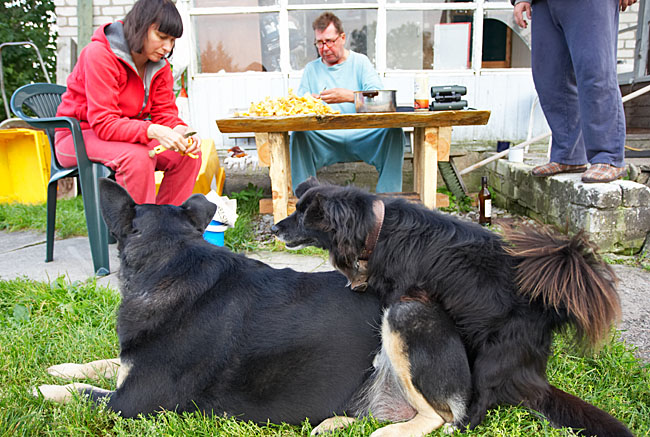 Perkausta2108076826Ee