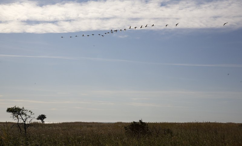 Pikkujoutsen Mg 1823