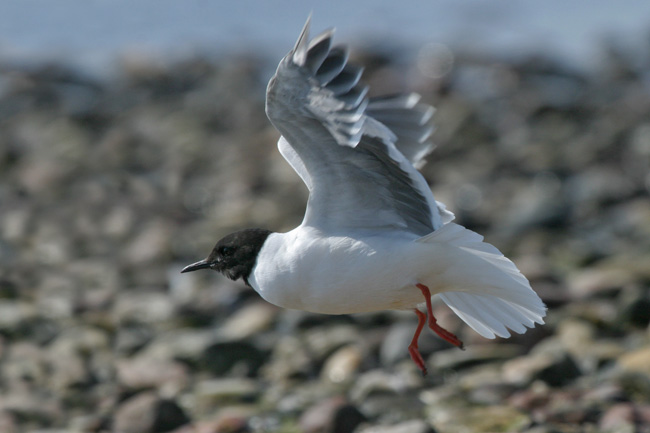 Pk Kuva Lar Min R 0690