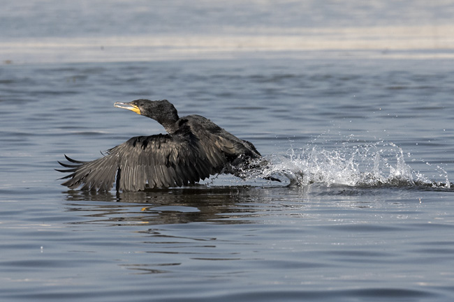 Pk Kuva Pha Car 6004