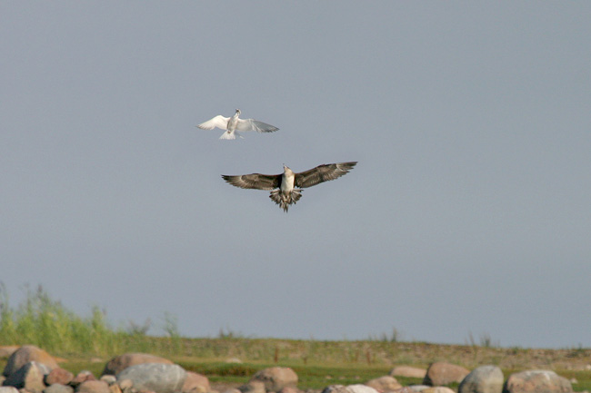 Pk Kuva Ste Cus R 0341