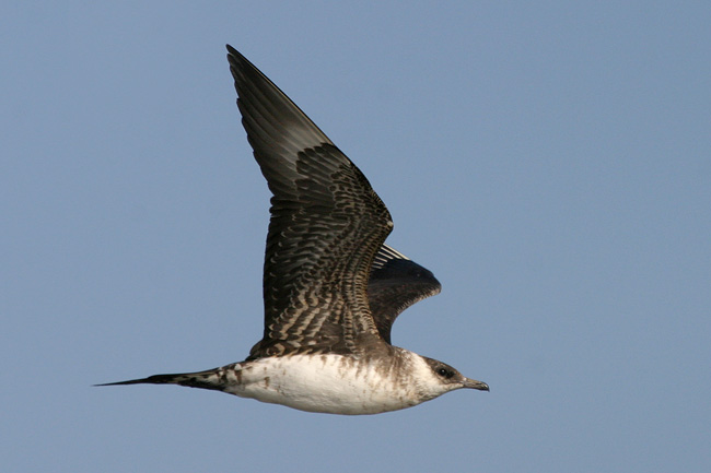 Pk Kuva Ste Cus R 0865