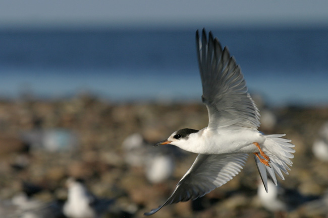 Pk Kuva Ste Hir R 9914