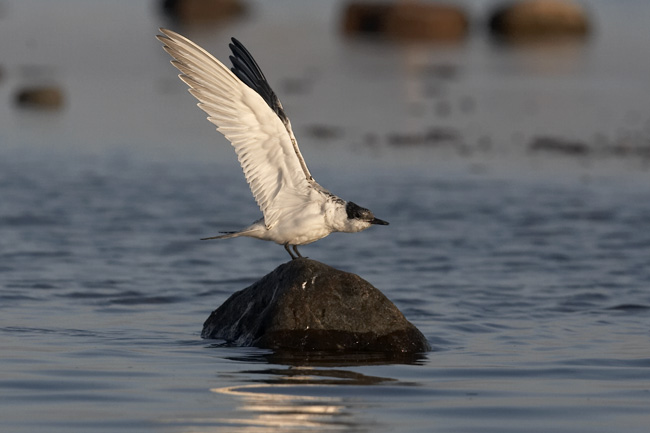 Pk Kuva Ste San 2957