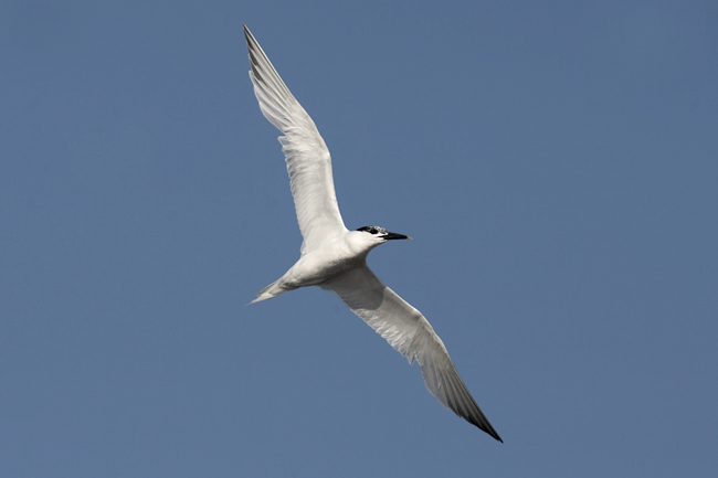 Pk Kuva Ste San 4779