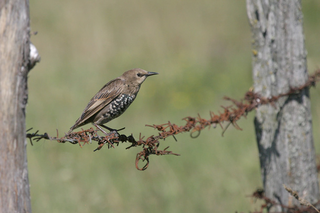 Pk Kuva Stu Vul R 9515