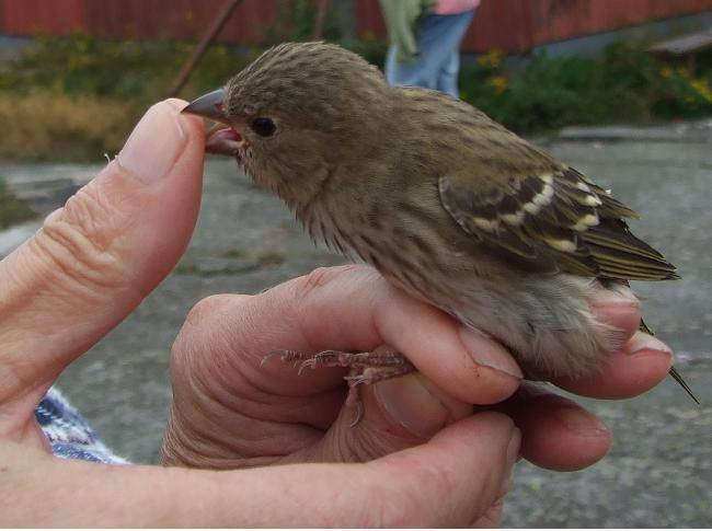 Punavarpunen Puree 650