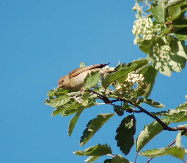 Punkkunaaras Muokattu