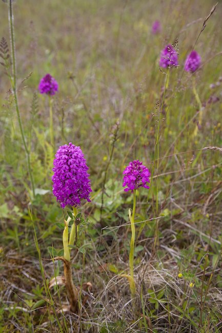 Pyramidikoko Mg 8288