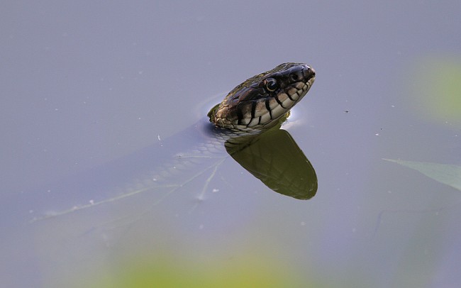 Rantakaarme Laadla Ppa 02082010 01