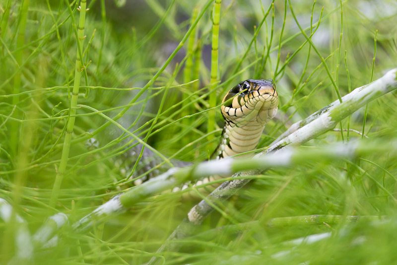 Rantakaarme Sorve 18062013 Ppa