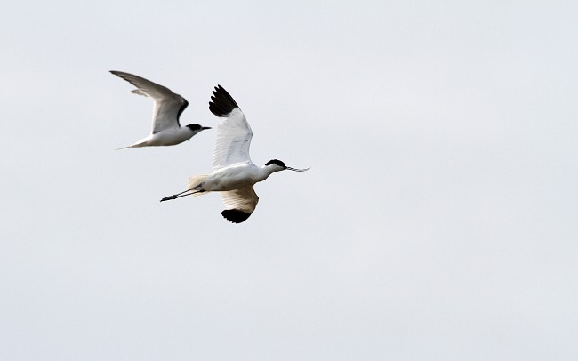 Recavo Sorve Ppa 02082010 01