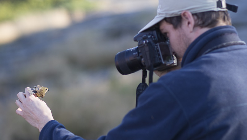 Rengastajatarcya-8692