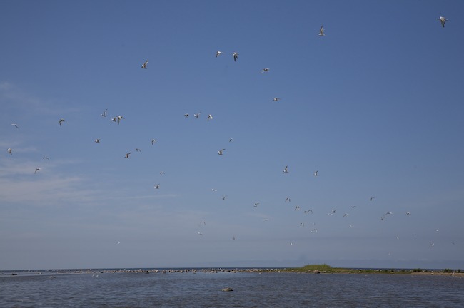 Riuttisparvi Mg 8796