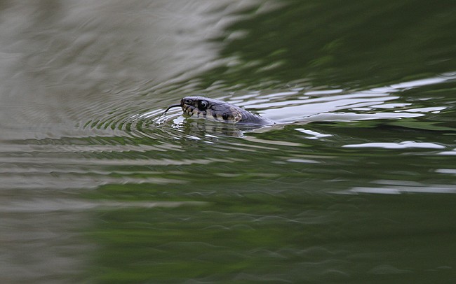 Rkaarme Laadla Ppa 03082010 01