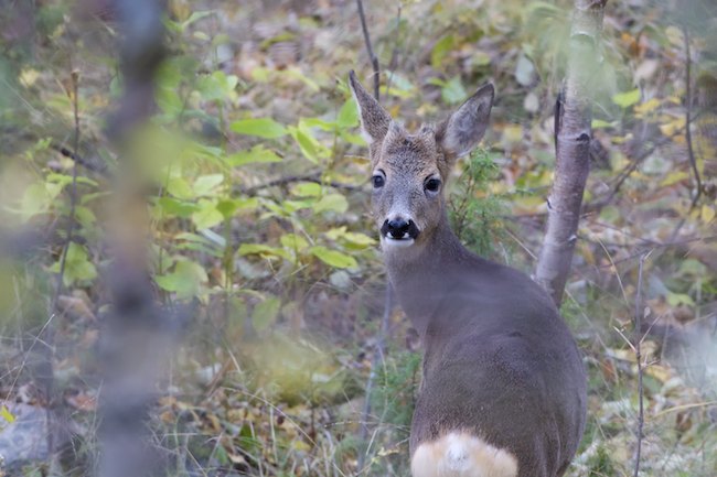 Saaristokauris A1G5585