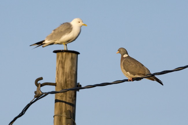 Saaristolaiset A1G8362