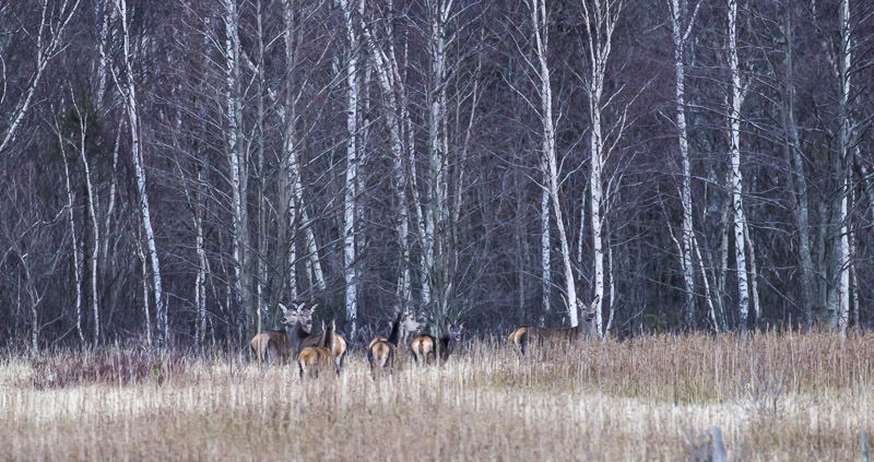 Sakasanhirvet- A7F4295