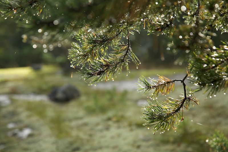 Sateenjaljet Mg 9424