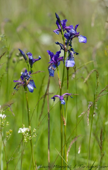 Sipkurjenmiekka A1G9472