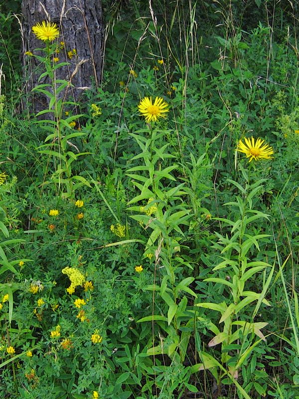 Sla Rantahirvenjuuri