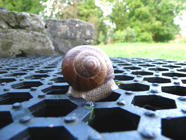 Snail