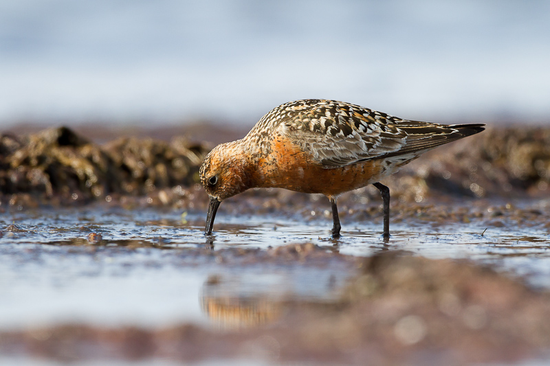 Sorve Kuovisirri Iso Ppa 18072013