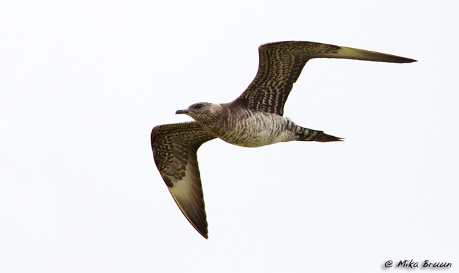 Stecus Vls Blog 8437