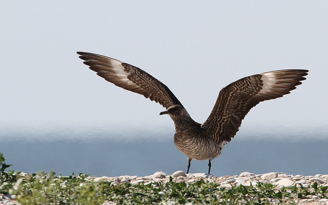 Stepars Vesitukimaa Ppa 01082010 01