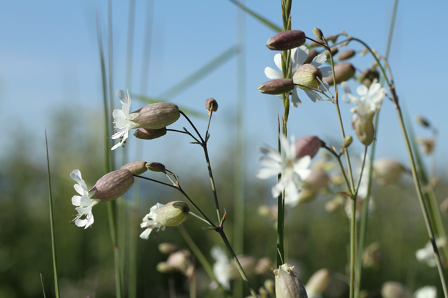 Suomenlahdennurmikohokki