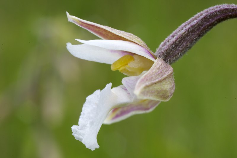 Suoneidonvaippa A1G3877