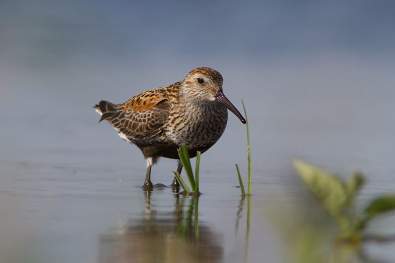 Suosirri 18062013 Mnu