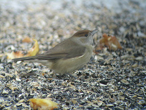 Sylatr Na2 05012005 Sc