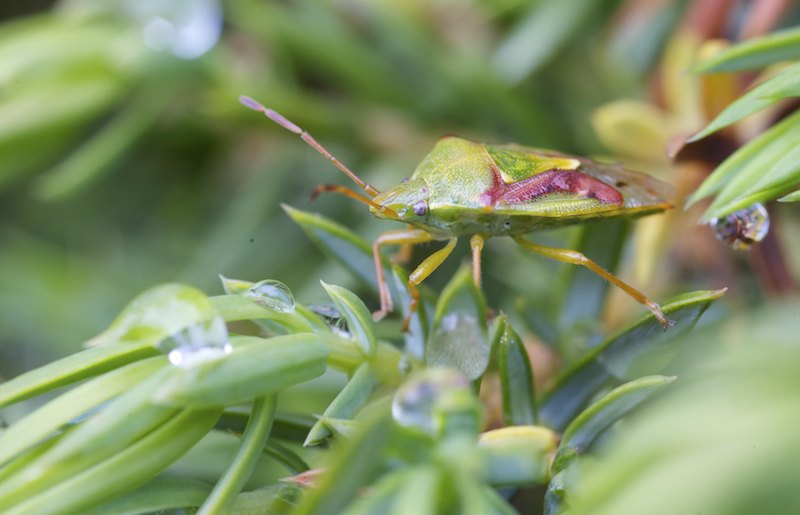 Sypressilude A1G3185