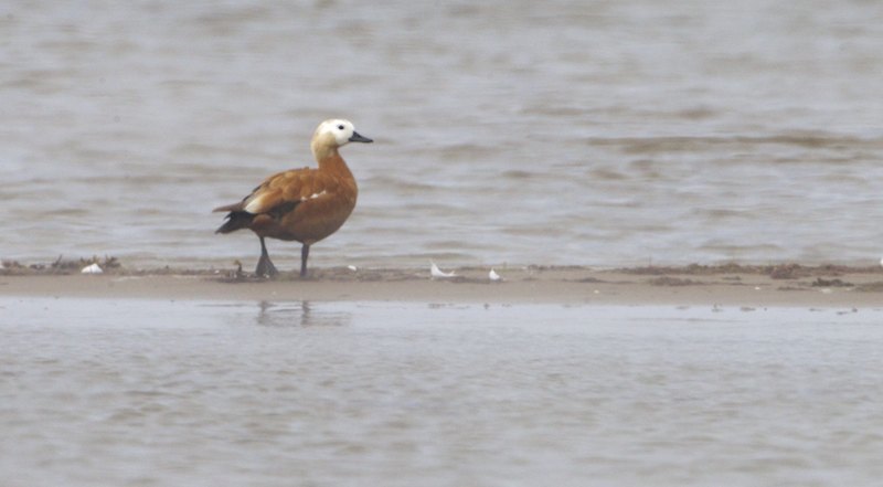 Tadfertadfer A7F2708