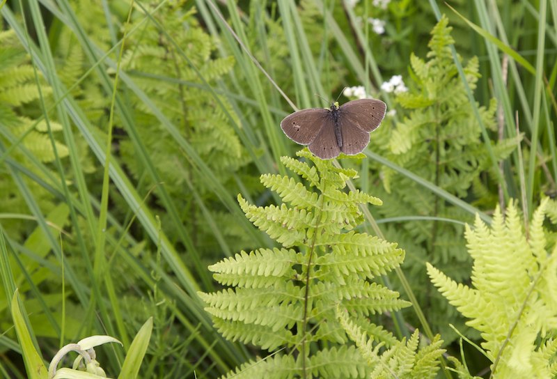 Tesmaperhonen Mg 8188