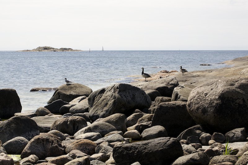 Tiiravalkkarit Mg 4530