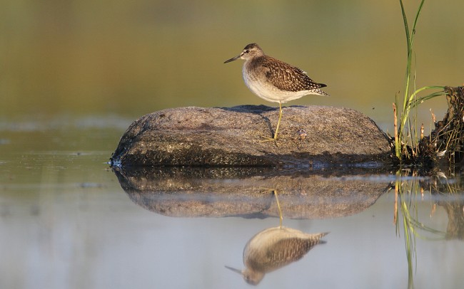 Trigla Sorve  Ppa 02082010 01