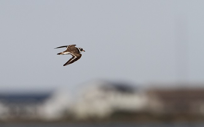 Tylli Lansiniemi  Ppa 02082010 01