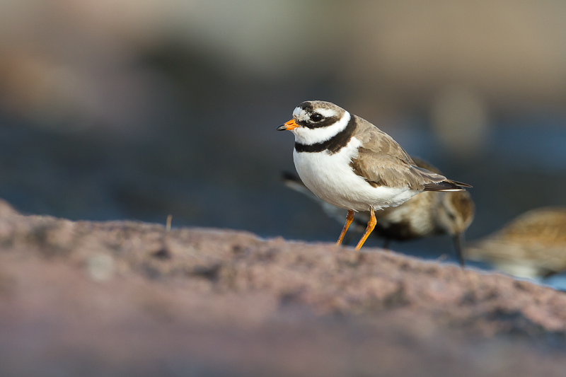 Tylli Sorve 19072013 Ppa