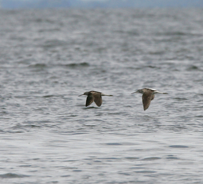 Valkkarit Pieni Pohja